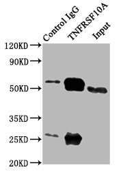 TNFRSF10A / DR4 Antibody