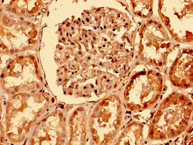 TNFRSF10A / DR4 Antibody - IHC image of TNFRSF10A Antibody diluted at 1:400 and staining in paraffin-embedded human kidney tissue performed on a Leica BondTM system. After dewaxing and hydration, antigen retrieval was mediated by high pressure in a citrate buffer (pH 6.0). Section was blocked with 10% normal goat serum 30min at RT. Then primary antibody (1% BSA) was incubated at 4°C overnight. The primary is detected by a biotinylated secondary antibody and visualized using an HRP conjugated SP system.