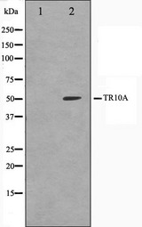 TNFRSF10A / DR4 Antibody - Western blot analysis on K562 cell lysates using TR10A antibody. The lane on the left is treated with the antigen-specific peptide.