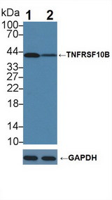 TNFRSF10B / Killer / DR5 Antibody - Knockout Varification: Lane 1: Wild-type K562 cell lysate; Lane 2: TNFRSF10B knockout K562 cell lysate; Predicted MW: 48,45,13kDa Observed MW: 40kDa Primary Ab: 1µg/ml Rabbit Anti-Human TNFRSF10B Antibody Second Ab: 0.2µg/mL HRP-Linked Caprine Anti-Rabbit IgG Polyclonal Antibody