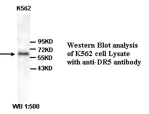 TNFRSF10B / Killer / DR5 Antibody
