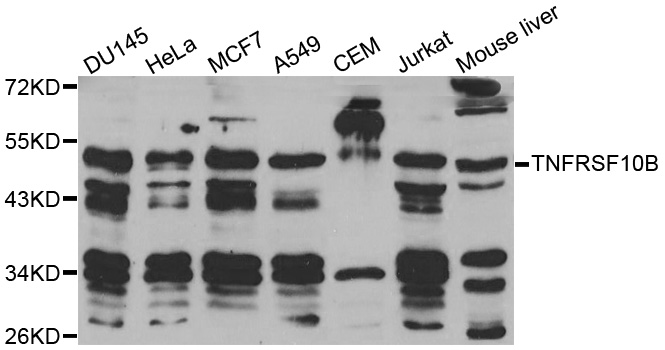 TNFRSF10B / Killer / DR5 Antibody - Western blot analysis of extracts of various cell lines.