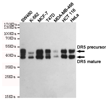 TNFRSF10B / Killer / DR5 Antibody - Western blot detection of DR5 in SW480, K562, HCT116 and HeLa cell lysates using DR5 mouse monoclonal antibody (1:1000 dilution). Predicted band size: 40/48KDa. Observed band size:40/48KDa.