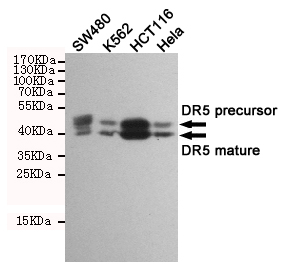 TNFRSF10B / Killer / DR5 Antibody - Western blot detection of DR5 in SW480, K562, HCT116 and HeLa cell lysates using DR5 mouse monoclonal antibody (1:1000 dilution). Predicted band size: 40/48KDa. Observed band size:40/48KDa.