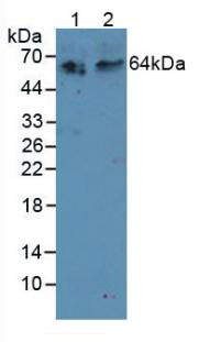 TNFRSF11A / RANK Antibody - Western Blot; Sample: Lane1: Human 293T Cells; Lane2: Rat Kidney Tissue.