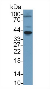 TNFRSF11A / RANK Antibody - Western Blot; Sample: Human 293T cell lysate; Primary Ab: 1µg/ml Rabbit Anti-Human RANk Antibody Second Ab: 0.2µg/mL HRP-Linked Caprine Anti-Rabbit IgG Polyclonal Antibody