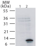 TNFRSF12A / TWEAK Receptor Antibody - Western blot of TweakR in 293 cells. Untransfected (lane 1) or transfected with human TweakR (lane 2).