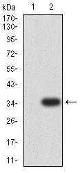TNFRSF12A / TWEAK Receptor Antibody - Western blot analysis using TNFRSF12A mAb against HEK293 (1) and TNFRSF12A (AA: extra 28-80)-hIgGFc transfected HEK293 (2) cell lysate.
