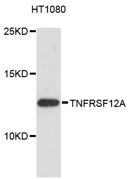 TNFRSF12A / TWEAK Receptor Antibody - Western blot analysis of extracts of HT-1080 cells, using TNFRSF12A antibody at 1:3000 dilution. The secondary antibody used was an HRP Goat Anti-Rabbit IgG (H+L) at 1:10000 dilution. Lysates were loaded 25ug per lane and 3% nonfat dry milk in TBST was used for blocking. An ECL Kit was used for detection and the exposure time was 90s.