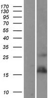 TNFRSF12A / TWEAK Receptor Protein - Western validation with an anti-DDK antibody * L: Control HEK293 lysate R: Over-expression lysate