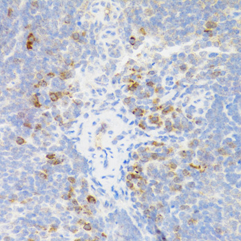 TNFRSF13B / TACI Antibody - Immunohistochemistry of paraffin-embedded mouse spleen tissue.