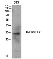 TNFRSF13B / TACI Antibody - Western Blot analysis of extracts from NIH-3T3 cells using TNFRSF13B Antibody.