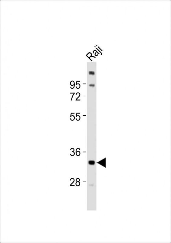 TNFRSF14 / CD270 / HVEM Antibody - Anti-TNFRSF14 Antibody at 1:1000 dilution + Raji whole cell lysates Lysates/proteins at 20 ug per lane. Secondary Goat Anti-Rabbit IgG, (H+L), Peroxidase conjugated at 1/10000 dilution Predicted band size : 30 kDa Blocking/Dilution buffer: 5% NFDM/TBST.