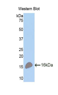 TNFRSF17 / BCMA Antibody - Western blot of recombinant TNFRSF17 / BCMA.  This image was taken for the unconjugated form of this product. Other forms have not been tested.