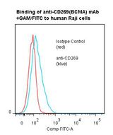 TNFRSF17 / BCMA Antibody - Flow cytometry of TNFRSF17 / BCMA antibody