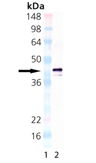 TNFRSF17 / BCMA Antibody - Western blot of BCMA: Lane 1: MWM, Lane 2: BCMA (human):Fc (human), (recombinant) This image was taken for the unconjugated form of this product. Other forms have not been tested.