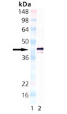 TNFRSF17 / BCMA Antibody - Western blot of BCMA: Lane 1: MWM, Lane 2: BCMA (human):Fc (human), (recombinant) This image was taken for the unconjugated form of this product. Other forms have not been tested.