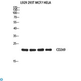 TNFRSF17 / BCMA Antibody - Western Blot (WB) analysis of L929 293T MCF7 HeLa using CD269 antibody.