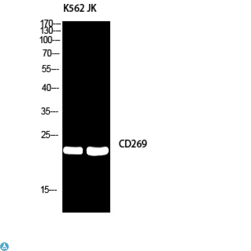 TNFRSF17 / BCMA Antibody - Western Blot (WB) analysis of K562/JK using CD269 antibody.