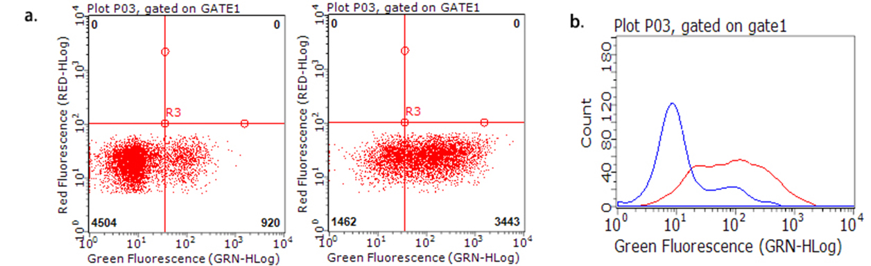 TNFRSF18 / GITR Antibody - Flow cytometric analysis of TNFRSF18 expression on living stimulated human peripheral blood mononuclear cells. (PBMCs). Unstimulated PBMCs. (a.left, b.blue), or 10ug/ml Phytohemagglutinin-stimulated. (3 days) PBMCs. (a.right, b.red), were stained with Anti-Human TNFRSF18 antibody. (1:100)