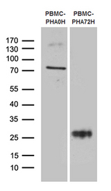 TNFRSF18 / GITR Antibody - Western blot analysis of human peripheral blood mononuclear cells. (PBMCs) by using anti-TNFRSF18 monoclonal antibody. Left: Unstimulated PBMC. Right: PBMC stimulated with 10ug/ml Phytohemagglutinin for 3 days.
