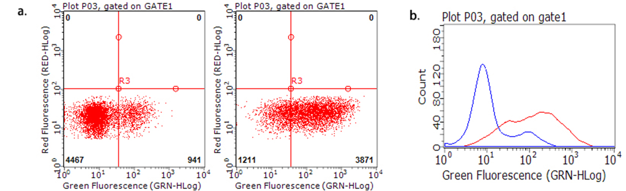 TNFRSF18 / GITR Antibody - Flow cytometric analysis of TNFRSF18 expression on stimulated human peripheral blood mononuclear cells. (PBMC). Unstimulated PBMC. (a.left, b.blue), or 10ug/ml Phytohemagglutinin-stimulated. (3 days) PBMC. (a.right, b.red), were stained with Anti-Human TNFRSF18 antibody. (1:100)