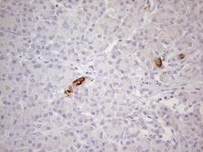 TNFRSF18 / GITR Antibody - Immunohistochemical staining of paraffin-embedded Human pancreas tissue using anti-TNFRSF18 mouse monoclonal antibody. (Heat-induced epitope retrieval by 1mM EDTA in 10mM Tris buffer. (pH8.0) at 120C for 3 min. (1:200)