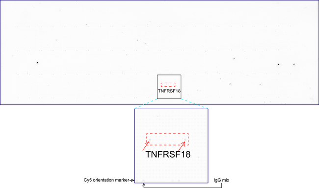 TNFRSF18 / GITR Antibody - OriGene overexpression protein microarray chip was immunostained with UltraMAB anti-TNFRSF18 mouse monoclonal antibody. The positive reactive proteins are highlighted with two red arrows in the enlarged subarray. All the positive controls spotted in this subarray are also labeled for clarification. (1:100)