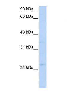 TNFRSF18 / GITR Antibody - TNFRSF18 antibody AVARP02052_T100-NP_004186-TNFRSF18 (tumor necrosis factor receptor superfamily, member 18) Antibody Western blot of HeLa Cell lysate. Antibody concentration 1 ug/ml.  This image was taken for the unconjugated form of this product. Other forms have not been tested.