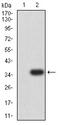 TNFRSF18 / GITR Antibody - Western blot analysis using GITR mAb against HEK293 (1) and GITR (AA: 184-241)-hIgGFc transfected HEK293 (2) cell lysate.