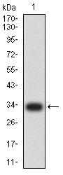 TNFRSF18 / GITR Antibody - Western blot analysis using GITR mAb against human GITR (AA: 184-241) recombinant protein. (Expected MW is 32.8 kDa)
