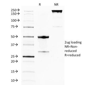 TNFRSF18 / GITR Antibody - SDS-PAGE Analysis of Purified, BSA-Free GITR Antibody (clone DTA-1). Confirmation of Integrity and Purity of the Antibody.