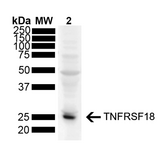 TNFRSF18 / GITR Antibody - A 1:1000 dilution of the antibody was sufficient for detection of TNFRSF18 in 10 µg of Mouse skeletal muscle by ECL immunoblot analysis using Goat Anti-Mouse IgG:HRP as the secondary antibody.