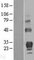 TNFRSF18 / GITR Protein - Western validation with an anti-DDK antibody * L: Control HEK293 lysate R: Over-expression lysate