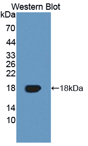 TNFRSF19 / TROY Antibody - Western blot of TNFRSF19 / TROY antibody.