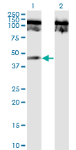 TNFRSF19 / TROY Antibody - Western blot of TNFRSF19 expression in transfected 293T cell line by TNFRSF19 monoclonal antibody (M02), clone 1H6.