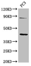 TNFRSF19 / TROY Antibody - Positive Western Blot detected in PC3 whole cell lysate. All lanes: TNFRSF19 antibody at 2.36 µg/ml Secondary Goat polyclonal to rabbit IgG at 1/50000 dilution. Predicted band size: 47, 46, 31 KDa. Observed band size: 47 KDa