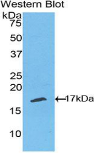 TNFRSF19L / RELT Antibody - Western blot of recombinant TNFRSF19L / RELT.  This image was taken for the unconjugated form of this product. Other forms have not been tested.