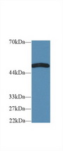 TNFRSF19L / RELT Antibody - Western Blot; Sample: Rat Cerebrum lysate; Primary Ab: 2µg/ml Rabbit Anti-Mouse TNFRSF19L Antibody Second Ab: 0.2µg/mL HRP-Linked Caprine Anti-Rabbit IgG Polyclonal Antibody