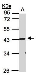 TNFRSF19L / RELT Antibody - Sample (30 ug whole cell lysate). A: HeLa S3. 10% SDS PAGE. TNFRSF19L / RELT antibody diluted at 1:1000