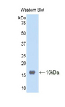 TNFRSF19L / RELT Antibody - Western blot of recombinant TNFRSF19L / RELT.  This image was taken for the unconjugated form of this product. Other forms have not been tested.