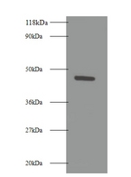 TNFRSF19L / RELT Antibody - Western blot of Tumor necrosis factor receptor superfamily member 19L antibody at 2ug/ml + 293T whole cell lysate. Secondary: Goat polyclonal to Rabbit IgG at 1:10000 dilution. Predicted band size: 47 kDa. Observed band size: 47 kDa.  This image was taken for the unconjugated form of this product. Other forms have not been tested.