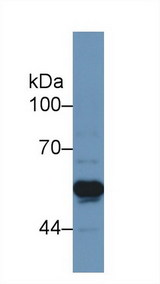 TNFRSF1A / TNFR1 Antibody - Western Blot; Sample: Rat Cerebrum lysate; Primary Ab: 1µg/ml Rabbit Anti-Rat TNFRSF1A Antibody Second Ab: 0.2µg/mL HRP-Linked Caprine Anti-Rabbit IgG Polyclonal Antibody
