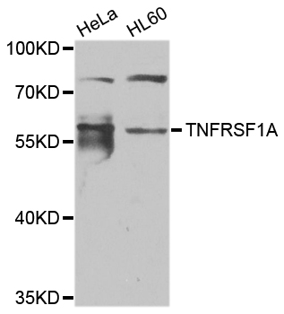 TNFRSF1A / TNFR1 Antibody - Western blot analysis of extracts of various cell lines.