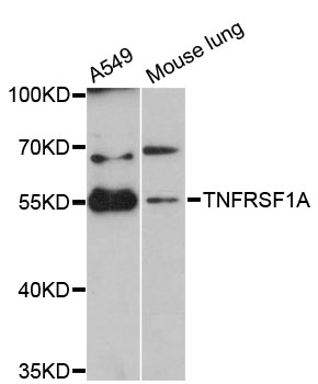 TNFRSF1A / TNFR1 Antibody - Western blot analysis of extracts of various cell lines, using TNFRSF1A antibody at 1:3000 dilution. The secondary antibody used was an HRP Goat Anti-Rabbit IgG (H+L) at 1:10000 dilution. Lysates were loaded 25ug per lane and 3% nonfat dry milk in TBST was used for blocking. An ECL Kit was used for detection and the exposure time was 90s.