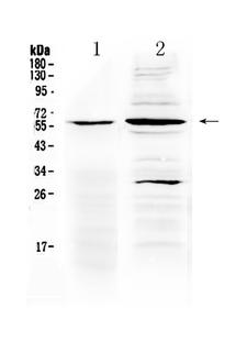 TNFRSF1A / TNFR1 Antibody - Western blot - Anti-TNFRSF1A/Tnf Ri Picoband Antibody
