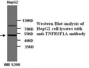 TNFRSF1A / TNFR1 Antibody