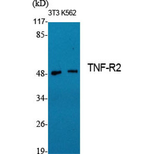 TNFRSF1B / TNFR2 Antibody - Western blot of TNF-R2 antibody
