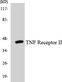 TNFRSF1B / TNFR2 Antibody - Western blot analysis of the lysates from HUVECcells using TNF Receptor II antibody.