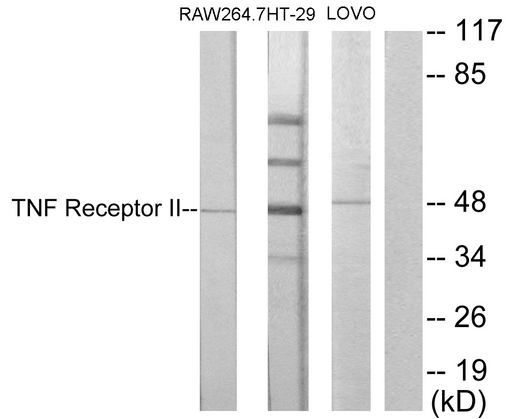 TNFRSF1B / TNFR2 Antibody - Western blot analysis of lysates from RAW264.7, HT-29, and LOVO cells, using TNF Receptor II Antibody. The lane on the right is blocked with the synthesized peptide.